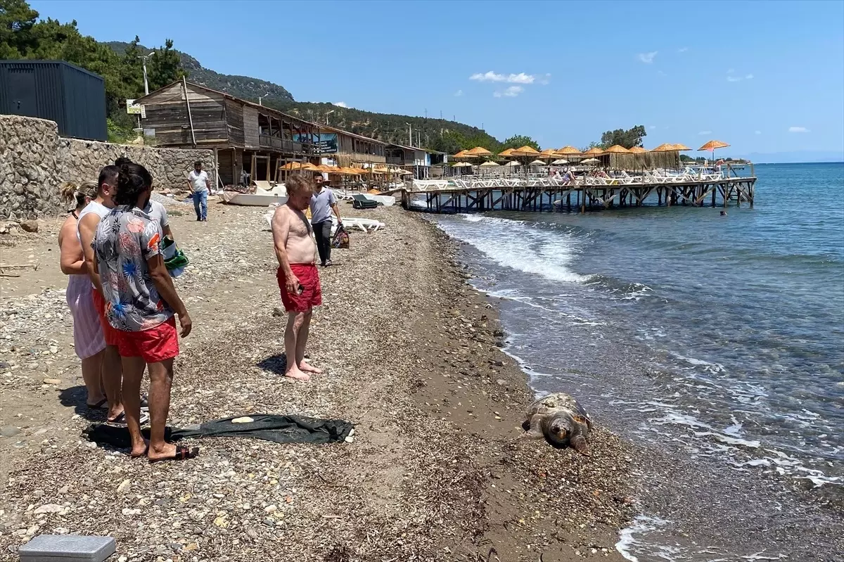 Assos Sahili'nde Ölü Caretta Caretta Bulundu