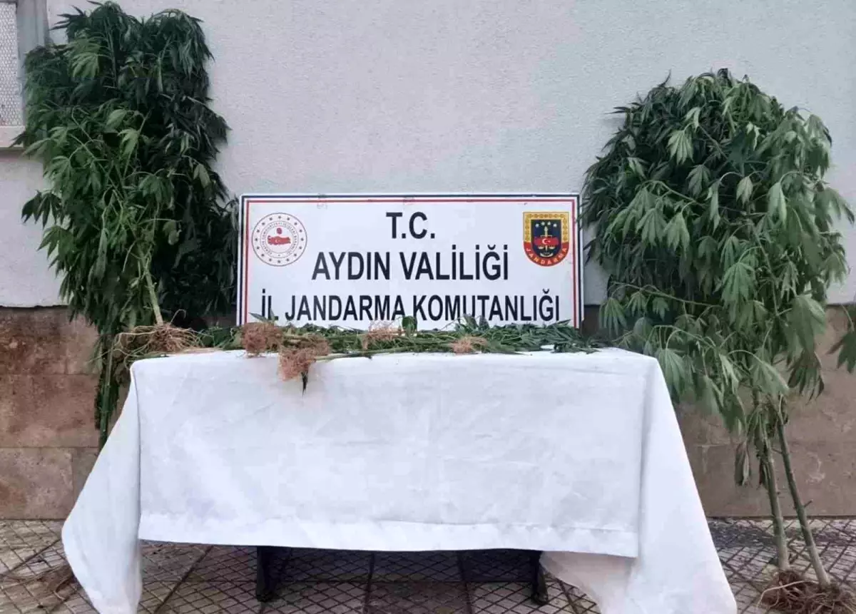 Aydın'da 28 Kök Kenevir Ele Geçirildi