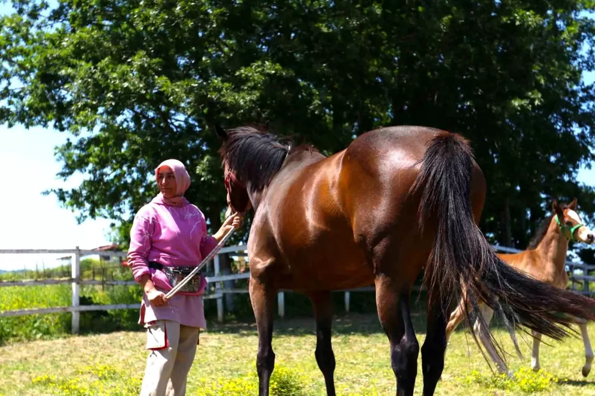 Hakime Kahraman'dan Atların Annelik Sevgisi Hakkında İlginç Bilgiler