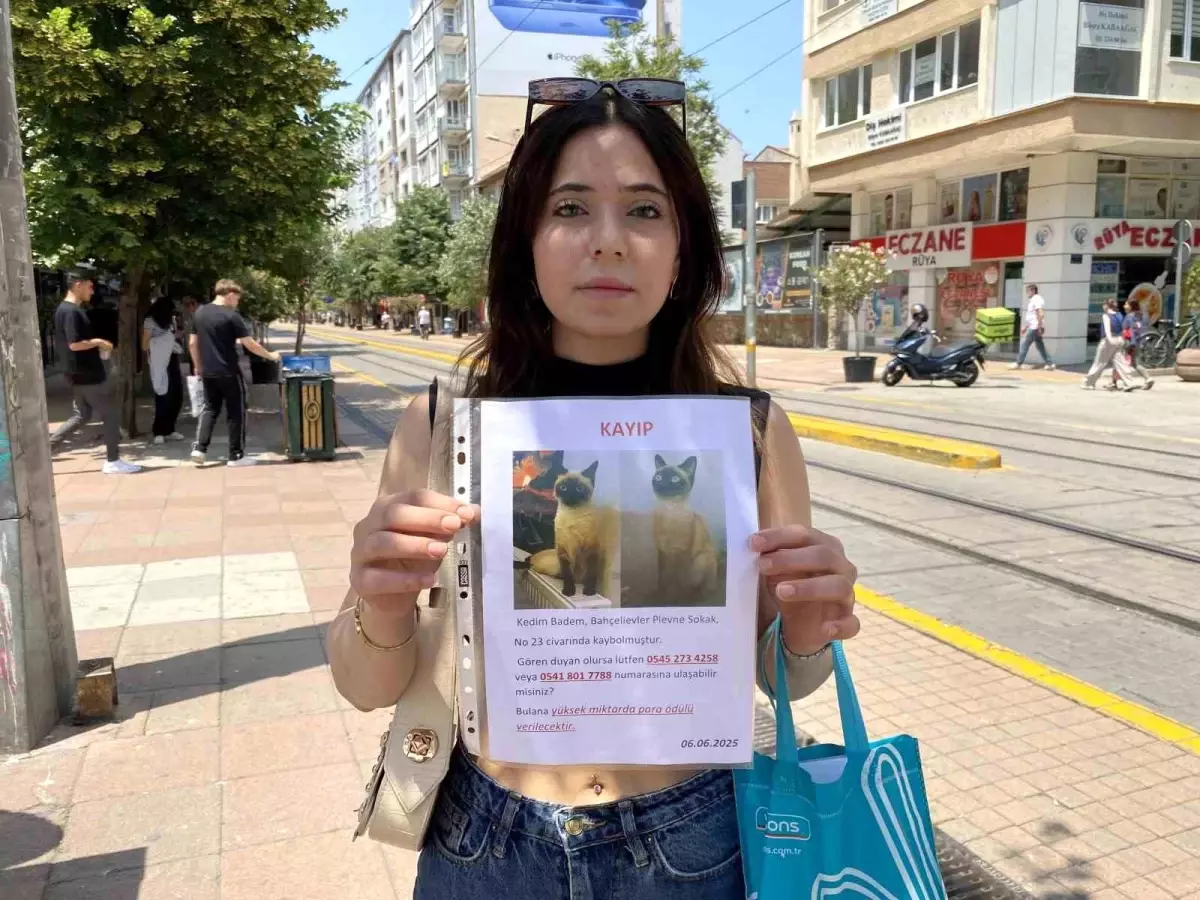 Kaybolan Kedi İçin Sokak Sokak Arıyor