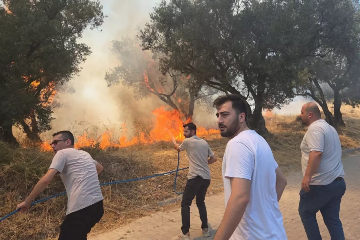 Bursa'da Zeytin Ağaçları Yangında Zarar Gördü