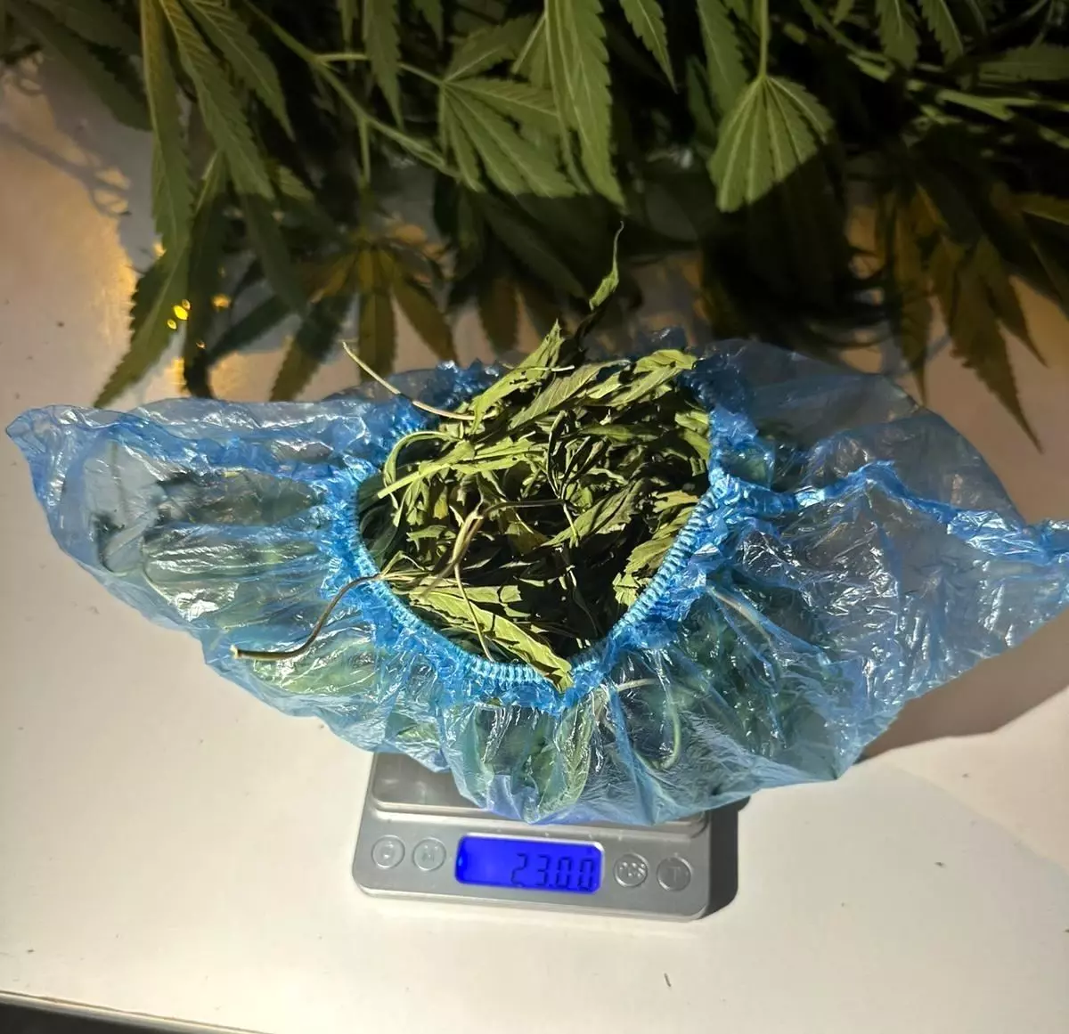 Sarıgöl'de Uyuşturucu Operasyonu